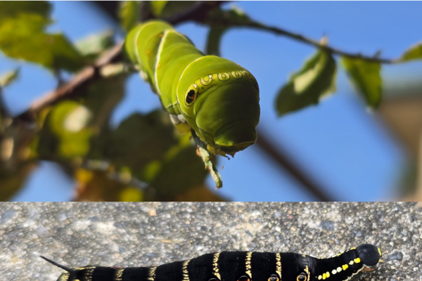 Raupen von Schmetterlingen und Falter